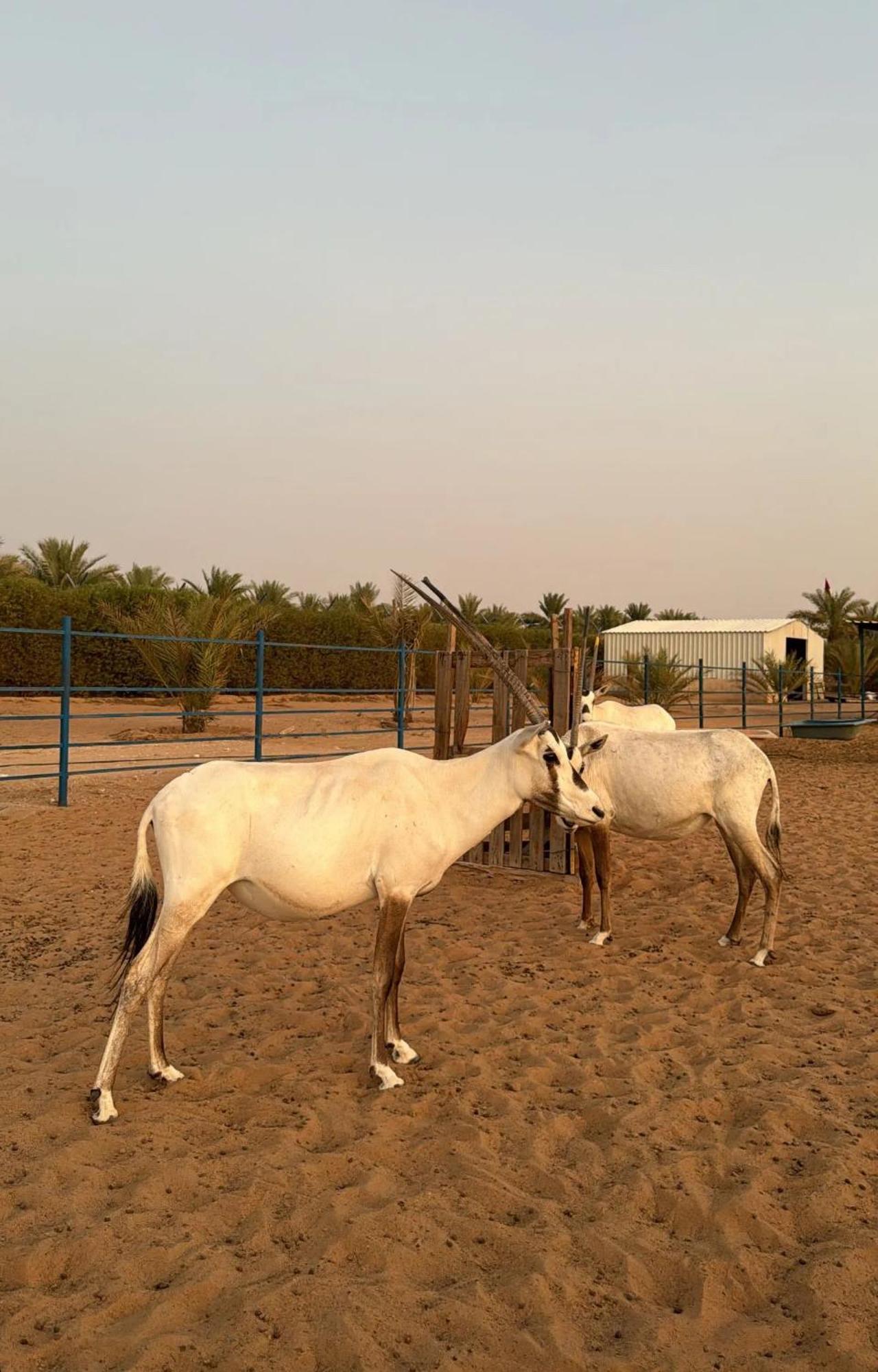 The Palme Resort Al Ain Exterior foto